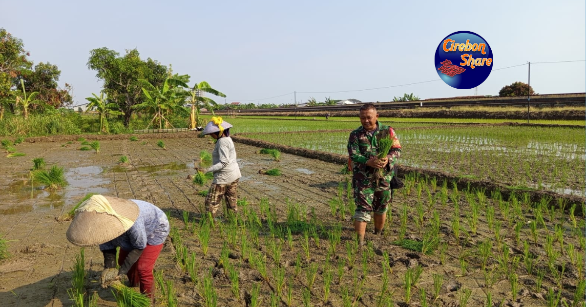 Babinsa Larangan tanam padi