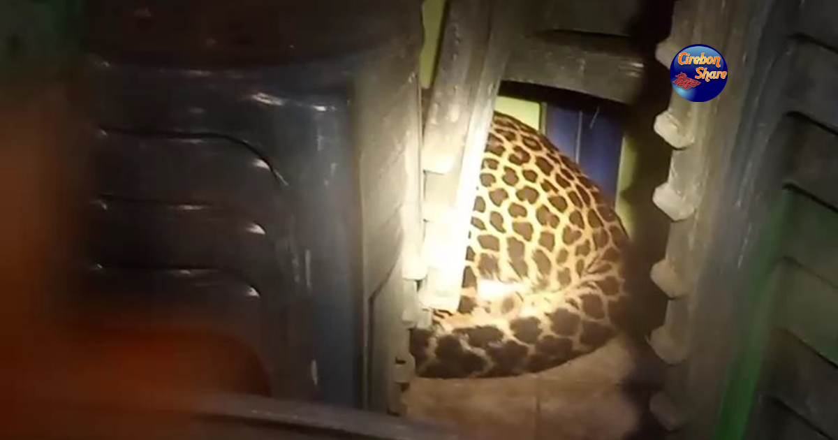 Jenis kelamin dan usia macan tutul