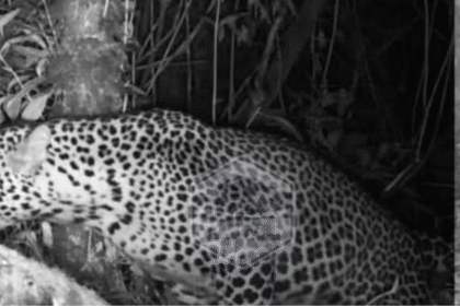 Macan Tutul Kuningan