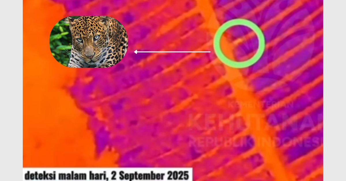 Macan tutul Kutamandarakan