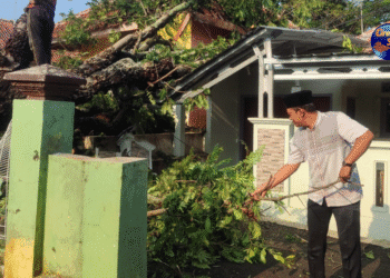Pohon Tumbang Timpa Rumah di Cirebon