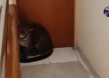 Kondisi terkini macan tutul masuk hotel di Bandung