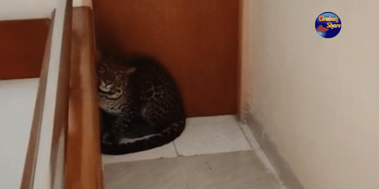 Kondisi terkini macan tutul masuk hotel di Bandung