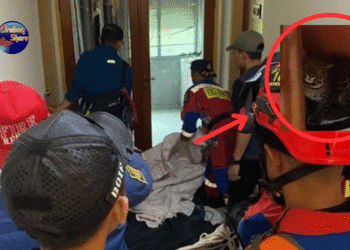 macan tutul masuk hotel Bandung