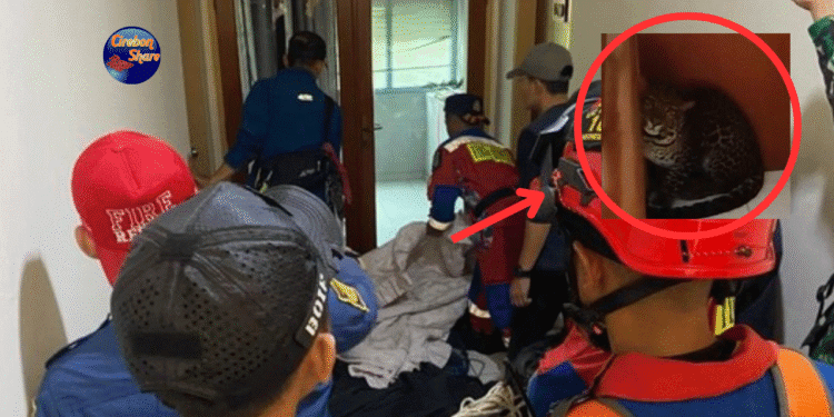 macan tutul masuk hotel Bandung