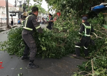 pohon ditebang di Kuningan