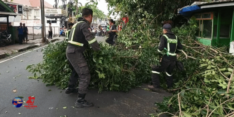 pohon ditebang di Kuningan