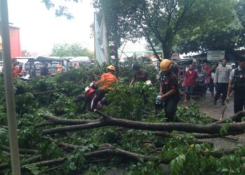 Warga Terluka Akibat Pohon Patah di CFD Bima Cirebon