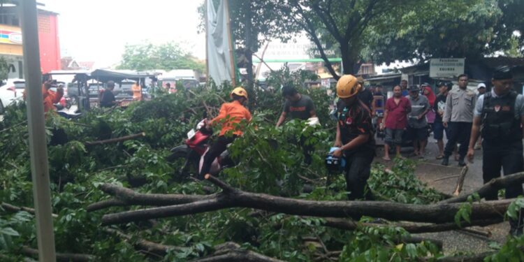 Warga Terluka Akibat Pohon Patah di CFD Bima Cirebon